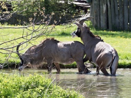 Africké safari Josefa Vágnera se otevírá. Nadále zůstává výhodné vstupné. Foto (c) Simona Jiřičková