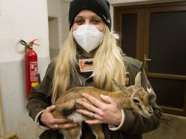 Rekordní čtyři nová embrya a přípravy na další kroky v misi na záchranu severního bílého nosorožce. Foto (c)  Simona Jiřičková