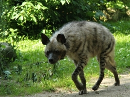 Do ZOO Dvůr Králové se po 30 letech vrací hyeny žíhané