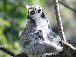 Dvojčata lemurů a dvě mláďata drilů – to jsou letní novinky u primátů v Safari Parku Dvůr Králové. Foto (c) Simona Jiřičková