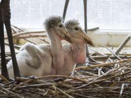 Evropský unikát: V safari parku vyrůstají čtyři mláďata marabua afrického. Foto (c) Simona Jiřičková