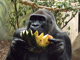 Gorila s nejhezčím pohledem, samec gorily nížinné Tadao, oslavila 43. narozeniny