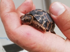 Mládě želvy paprsčité se vylíhlo přímo v expozici madagaskarského kaňonu. Foto (c) Josef Brokeš