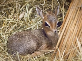 Narodila se antilopa s chobůtkem. Safari park na „kapesní“ mládě čekal šest let. Foto (c) Simona Jiřičková