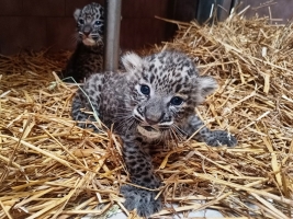 Narodila se dvojčata levharta perského. Matka první kontrolu dovolila až po měsíci. Foto (c) Safari park Dvůr Králové