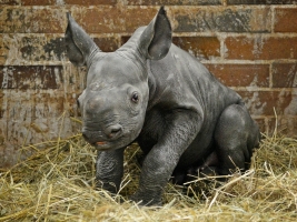 Narodilo se mládě nosorožce černého. Foto (c) Dominika Stempa