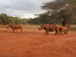 Návrat nosorožců do Afriky – svoje síly spojily ZOO Dvůr Králové, Veronika Vařeková, TOMS a Elle. Foto (c) Jan Stejskal