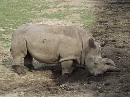 Nejistá budoucnost nosorožců - MVDr. Lukáš Pavlačík, Ph.D.