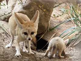 Nejmenší psovité šelmy světa se v safari parku rozmnožily po takřka dvou dekádách. Foto (c) Gabriela Linhart