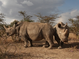 Nová šance pro severní bílé nosorožce. Foto (c) Jan Stejskal