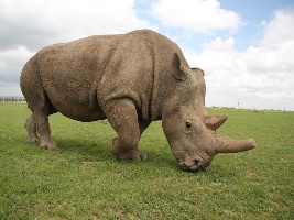 Nová studie: Pro záchranu severních bílých nosorožců jsou k dispozici dostatečné genetické zdroje. Foto (c) Simona Jiřičková