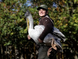 Ošetřovatelé odchytili holýma rukama 25 pelikánů. Foto (c) Simona Jiřičková