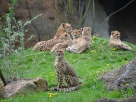 patercata-gepardu-jsou-jarnim-hitem-kralovedvorske-zoo