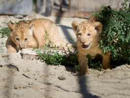 Po 30 letech má Safari Park Dvůr Králové nová koťata lvů berberských. Foto (c) Simona Jiřičková