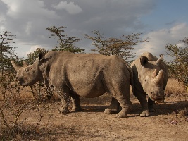 Průlom v záchraně nosorožců bílých severních. Foto (c) Jan Stejskal