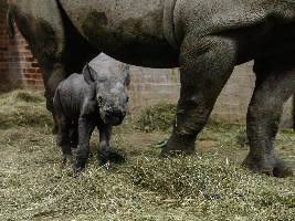 Safari Park Dvůr Králové se účastní největšího přesunu nosorožců z Evropy do Afriky. Foto (c) Simona Jiřičková