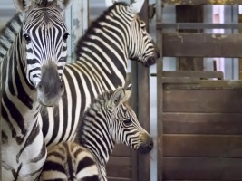 Safari park oslavuje den zeber mládětem. Upevňuje tak pozici nejvýznamnějšího chovatele těchto zvířat . Foto (c) Simona Jiřičková