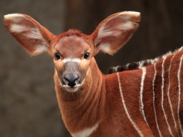 Safari park se zapojí do snah o záchrany bongů horských. Foto (c) Simona Jiřičková