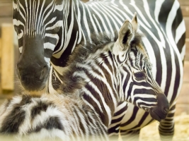 Safari park zažil rok rekordů i zklamání. V příštím roce oslaví 75 let své existence. Foto (c) Simona Jiřičková