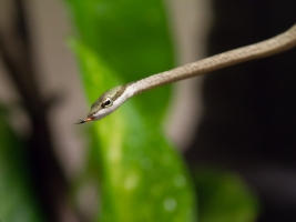 V safari parku se líhnou liánovci. Žádná jiná zoo se takovým úspěchem nemůže pochlubit. Foto (c) Simona Jiřičková
