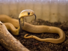 V safari parku se vylíhla první kobra kapská. Foto (c) Simona Jiřičková