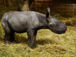 V ZOO Dvůr Králové se letos narodilo už třetí mládě nosorožce dvourohého. Foto (c) Jan Žďárek