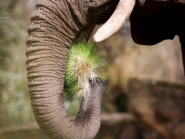 Zelené Velikonoce. Supervýživné klíčky pro šimpanze, nosorožce i lidi. Foto (c) Safari park Dvůr Králové