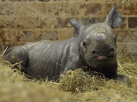 ZOO Dvůr Králové: 45. nosorožec dvourohý je holka. Foto (c) Kateřina Lochovská