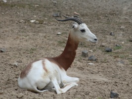 Ztráta safari parku přerostla 30 milionů. Pomáhá ale rekordní podpora příznivců