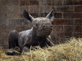 Mládě nosorožce dobře prospívá. Foto (c) Dominika Stempa