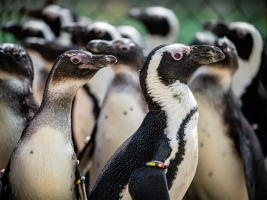 Otevíráme největší expozici pro tučňáky v Česku. Foto (c) Helena Hubáčková