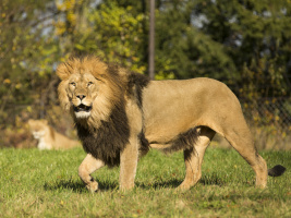 Africké safari a Lví safari se otevírají veřejnosti
