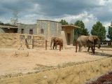 Sloni afričtí v ZOO ve Dvoře Králové nad Labem