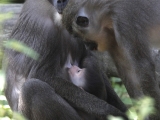 Dvojčata lemurů a dvě mláďata drilů – to jsou letní novinky u primátů v Safari Parku Dvůr Králové. Foto (c) Simona Jiřičková