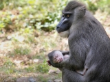 Dvojčata lemurů a dvě mláďata drilů – to jsou letní novinky u primátů v Safari Parku Dvůr Králové. Foto (c) Simona Jiřičková