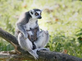 Dvojčata lemurů a dvě mláďata drilů – to jsou letní novinky u primátů v Safari Parku Dvůr Králové. Foto (c) Simona Jiřičková