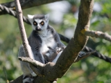 Dvojčata lemurů a dvě mláďata drilů – to jsou letní novinky u primátů v Safari Parku Dvůr Králové. Foto (c) Simona Jiřičková