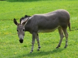 Hlavní sezóna v ZOO Dvůr Králové startuje
