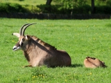 Hlavní sezóna v ZOO Dvůr Králové startuje