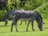Hlavní sezóna v ZOO Dvůr Králové startuje