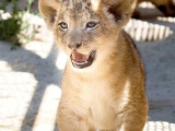 Nová koťata lvů berberských. Foto (c) Simona Jiřičková