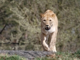 lvice-khalila-a-tessy-budou-letosni-novinkou-lviho-safari-1