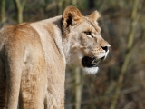 lvice-khalila-a-tessy-budou-letosni-novinkou-lviho-safari-2