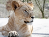 lvice-khalila-a-tessy-budou-letosni-novinkou-lviho-safari-3