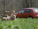 lvice-khalila-a-tessy-budou-letosni-novinkou-lviho-safari-4