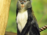 Kočkodan Campbellův v ZOO Dvůr Králové (c) Jana Myslivečková