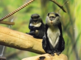 Kočkodan Campbellův v ZOO Dvůr Králové (c) Jana Myslivečková