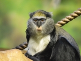 Kočkodan Campbellův v ZOO Dvůr Králové (c) Jana Myslivečková