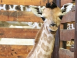 Dvě mláďata žiraf Rothschildových se narodila během jediného dne