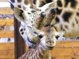 Dvě mláďata žiraf Rothschildových se narodila během jediného dne